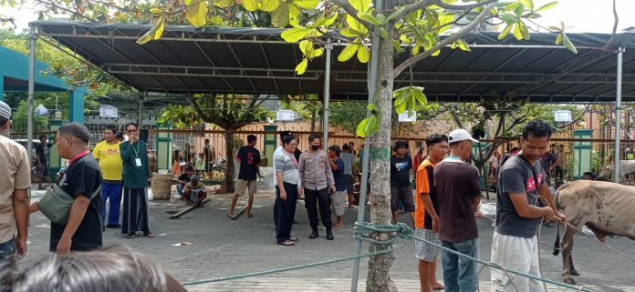 Keterangan foto: Proses pemotongan hewan kurban (dok.istimewa)